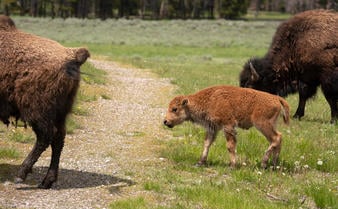 Amangani, Wildlife